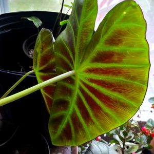 Rare Aloha Alocasia